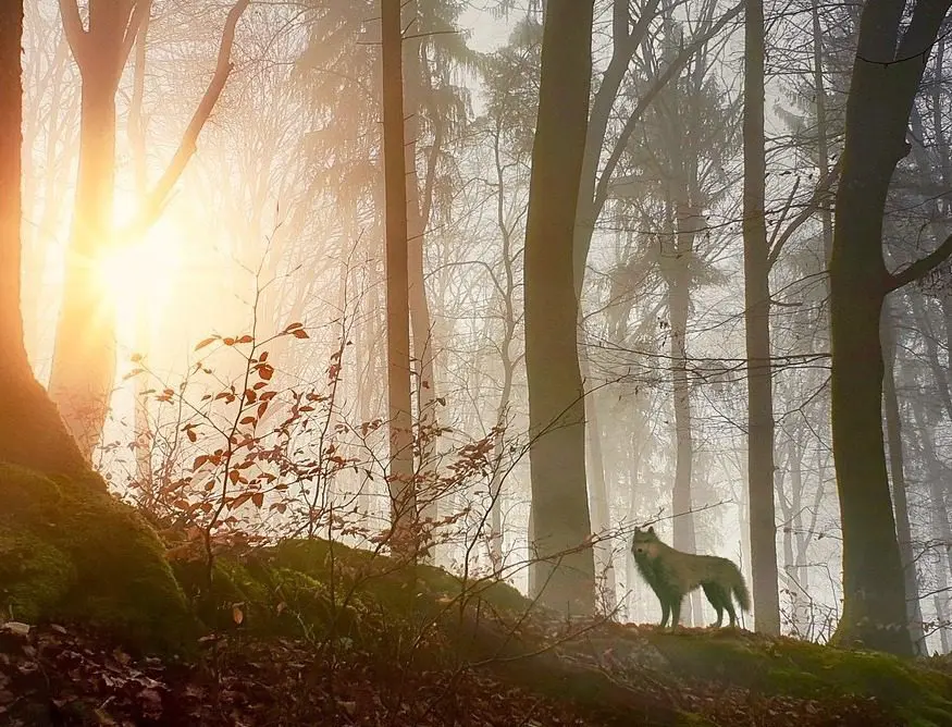 Der Wolf und die sieben Geißlein