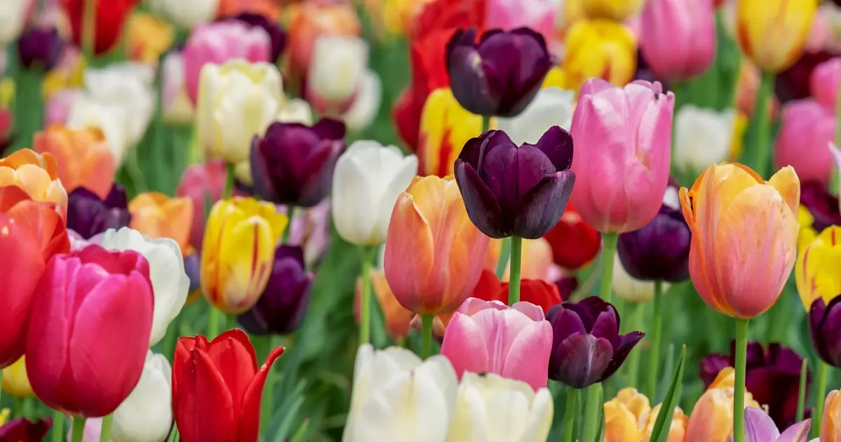 Ein Ständchen zum Muttertag