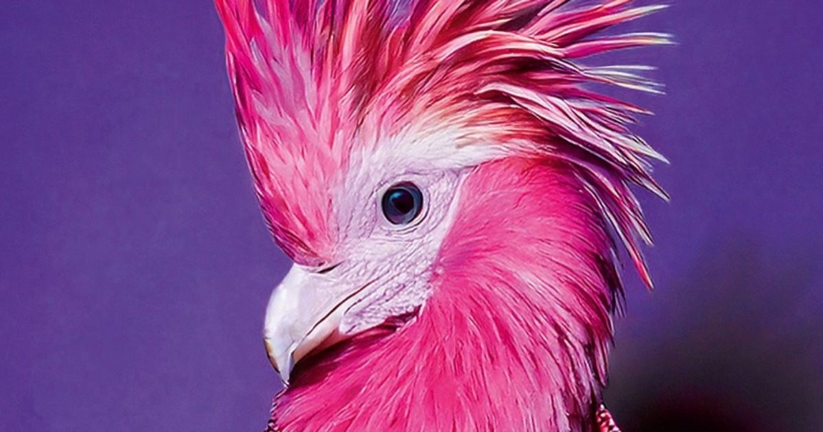 Schräge Vögel