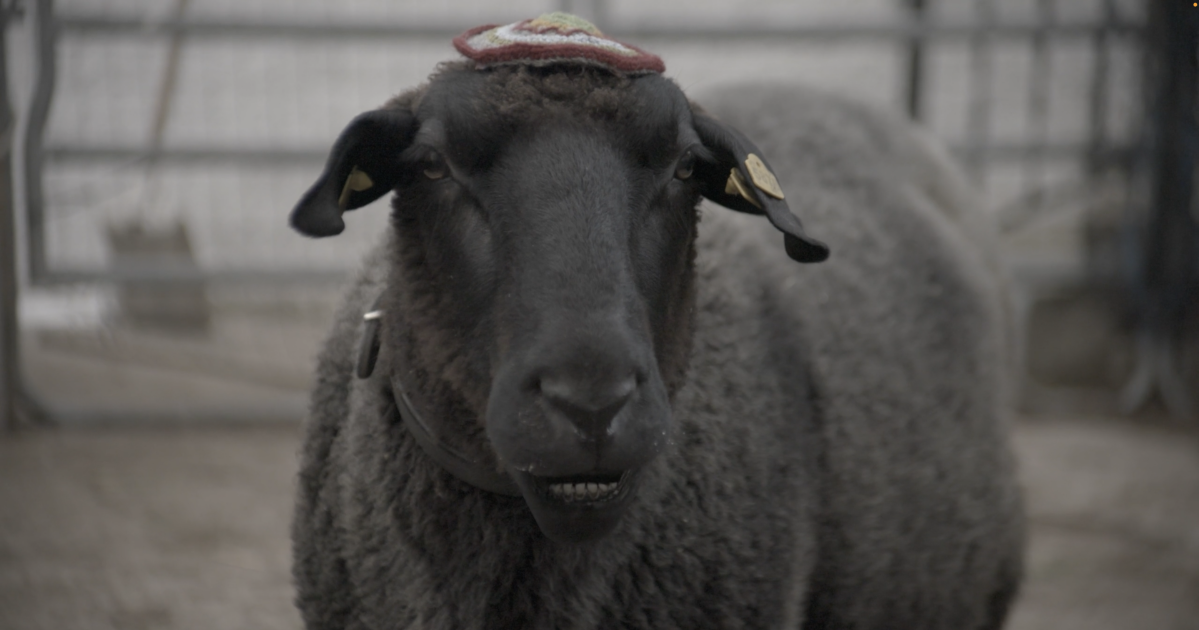 SHEEP